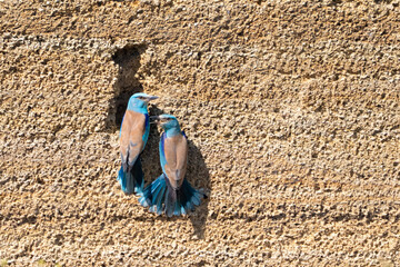 Two European Rollers Near Nest in the Wild