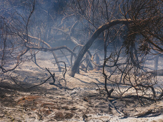 burned trees and dramatic landscape