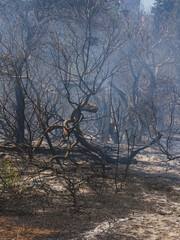 burned trees and dramatic landscape