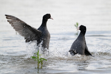 Coots Fighting Over Territory During Breeding Season