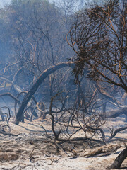 burned trees and dramatic landscape