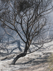 burned trees and dramatic landscape