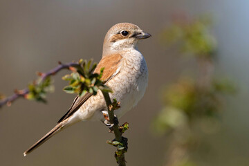 Red-backed Shrike,Lanius collurio. In the wild