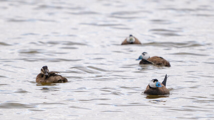White-headed Duck, Oxyura leucocephala, swimming on a lake wetland wildlife