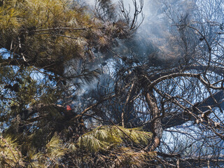burned trees and dramatic landscape