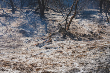 burned trees and dramatic landscape