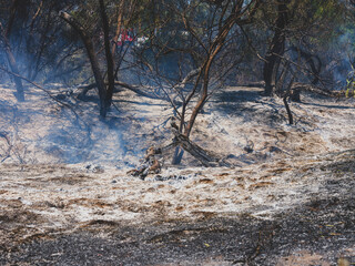 burned trees and dramatic landscape