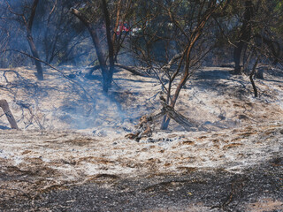 burned trees and dramatic landscape
