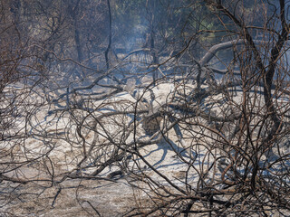 burned trees and dramatic landscape