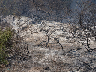 burned trees and dramatic landscape