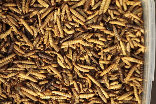 dried soldier fly larvae