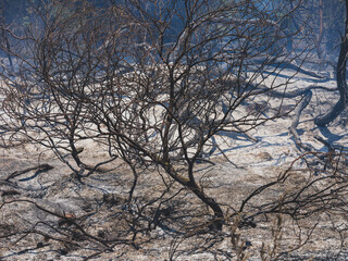burned trees and dramatic landscape