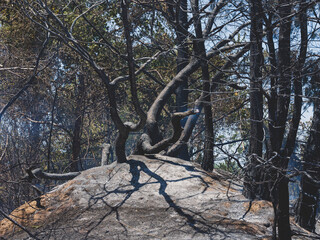 burned trees and dramatic landscape