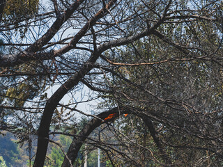 burned trees and dramatic landscape