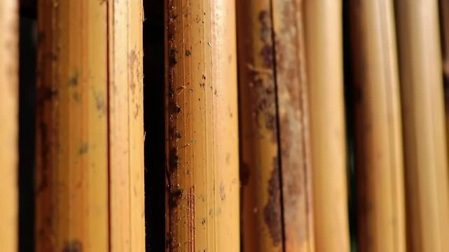 Bamboo stalks close up, abstract natural texture and background.
