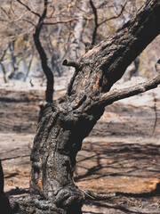 burned trees and dramatic landscape