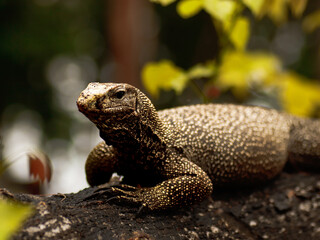 lizard on tree nature thailand