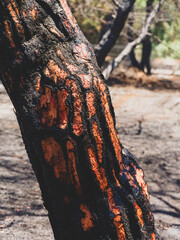 burned trees and dramatic landscape