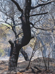 burned trees and dramatic landscape