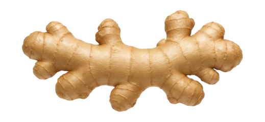 Ginger rhizome with knobby, irregular surface and light tan skin