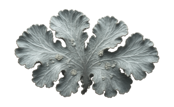 Foliose lichen with broad, fan-shaped lobes and a silvery sheen