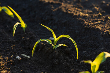 Young maize plants are sprouting through the dark earth, showcasing vibrant green leaves under soft...