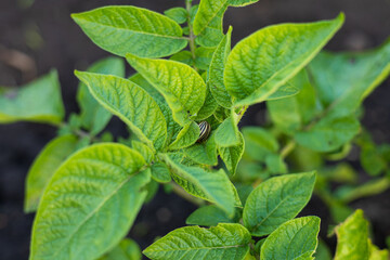 A striped beetle crawls on the vibrant green leaves of a potato plant, highlighting the pest's...
