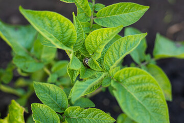 A striped beetle rests on healthy potato leaves, indicating potential pest activity in a garden...
