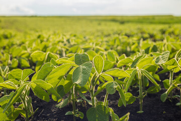 Lush soybean sprouts thrive in a rural field under clear skies, showcasing vibrant green leaves and...