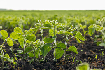 Vibrant soybean sprouts flourish in rich soil across an expansive field, highlighting agricultural...
