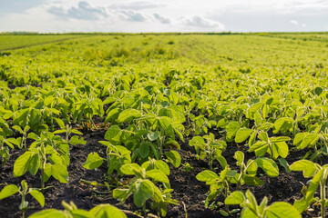 A vast field showcases healthy soybean sprouts flourishing under the warm sunlight, highlighting the rich green color of the plants