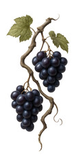 Obraz premium Ripened grapevine with twisted, woody stems and clusters of dark purple grapes
