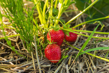 Three ripe strawberries are nestled among green leaves in a sunlit field, highlighting their juicy...