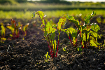 Bright green beet seedlings emerge from the rich soil, thriving in the warm sunlight of the early summer garden, showcasing healthy growth