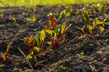 Vibrant beet seedlings push through rich soil in a garden, basking in the warm glow of the early...