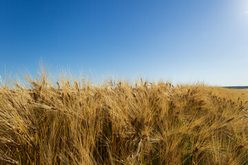 Wheat stalks wave under a bright sky, showcasing a bountiful harvest in a serene rural setting