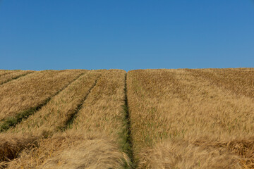 Vast golden wheat field showcases cut rows while a clear blue sky enhances the beauty of the...