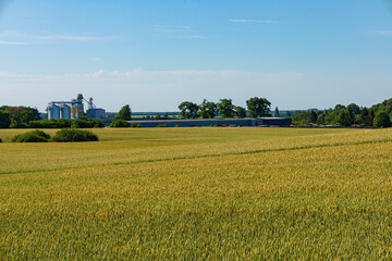 Golden grain fields stretch across the rural landscape with silos and a storage facility in the background under a bright blue sky © SMK