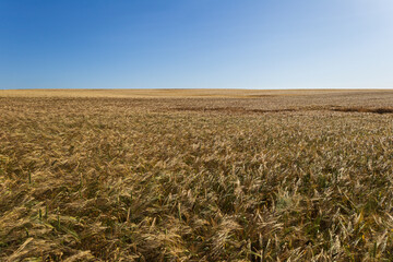 Expansive wheat field swaying gently under bright sunlight, with horizon stretching into a clear blue sky