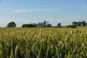 In a vast rural landscape, grain silos are visible behind lush, ripening crops under a clear blue...