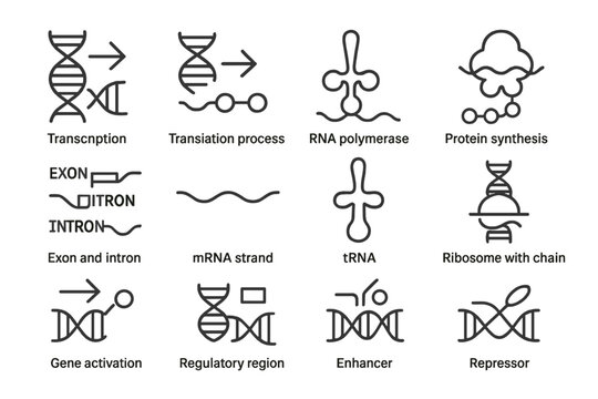 Diagram of genetic processes and components in cellular biology