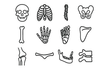 Illustrated human skeleton: bones, skull, ribcage, spine, pelvis, joints, anatomy