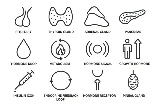 Endocrine system icons illustrating key glands and hormonal functions