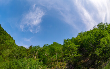 Fisheye view of forest onder blue sky. Vibrant green hillsides under a clear blue sky adorned with soft clouds. Good for themes related to outdoor exploration and environmental appreciation.