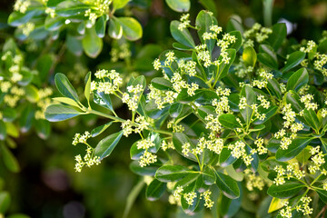 Flowers on the branches of Euonymus japonicus in the park
