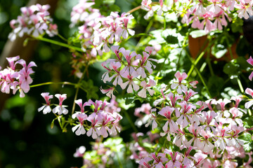 Nice Pelargonium flowers growing in garden