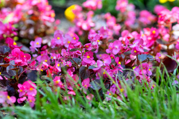 Begonia semperflorens flowers in a flowerbed