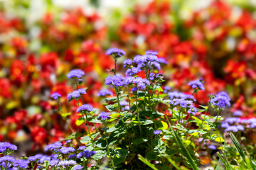 Blue Ageratum flowers against the background of red begonias in the park

