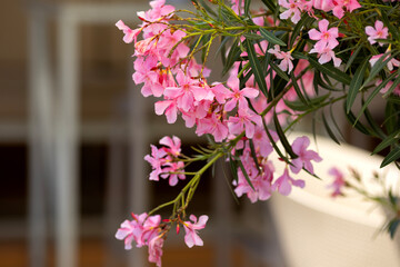 Bright pink oleander flowers in the park
