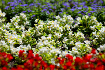 Begonia semperflorens flowers in a flowerbed